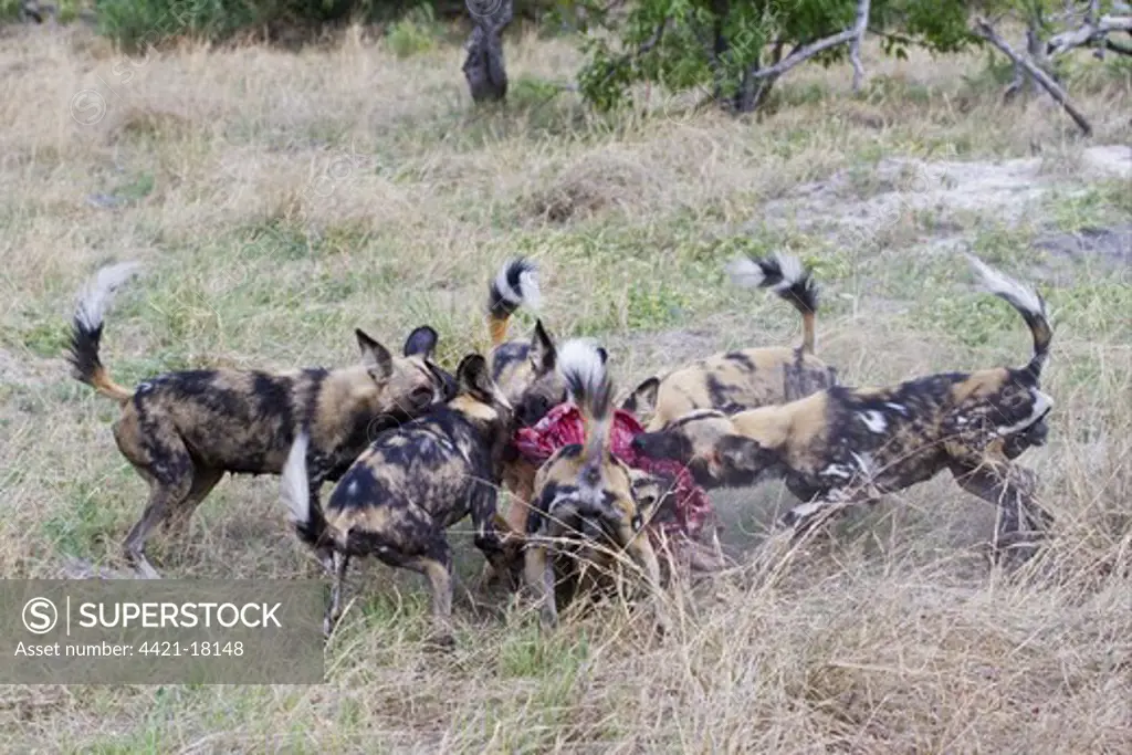 African Wild Dog (Lycaon pictus) adults, pack feeding frenzy at Impala (Aepyceros melampus) calf kill, Okavango Delta, Botswana