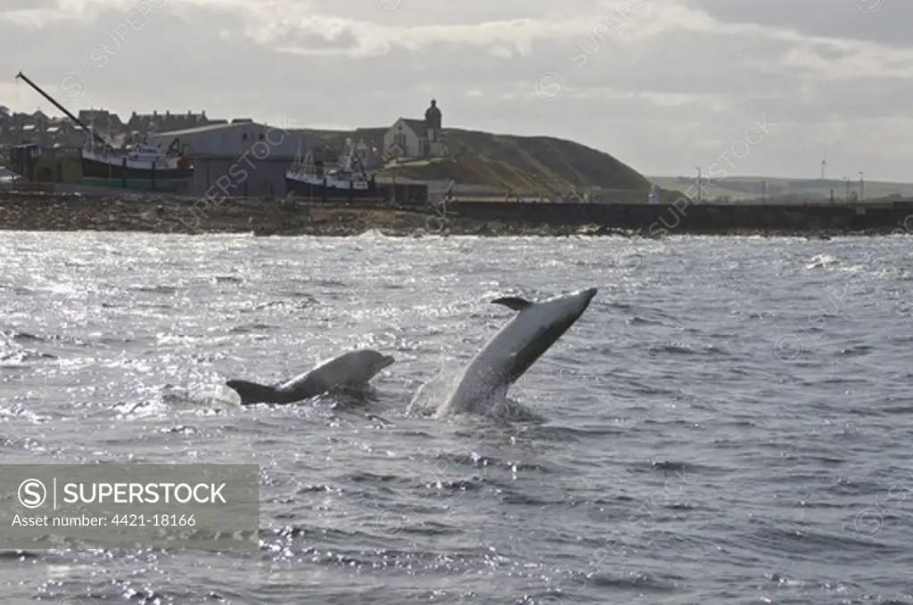 Bottlenose Dolphin (Tursiops truncatus) two adults, breaching, Moray Firth, Scotland