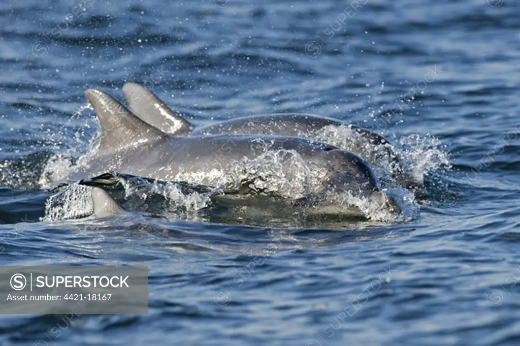 Bottlenose Dolphin (Tursiops truncatus) two adults, porpoising, Moray Firth, Scotland
