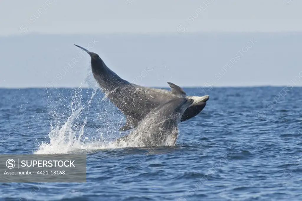 Bottlenose Dolphin (Tursiops truncatus) two adults, breaching, Moray Firth, Scotland