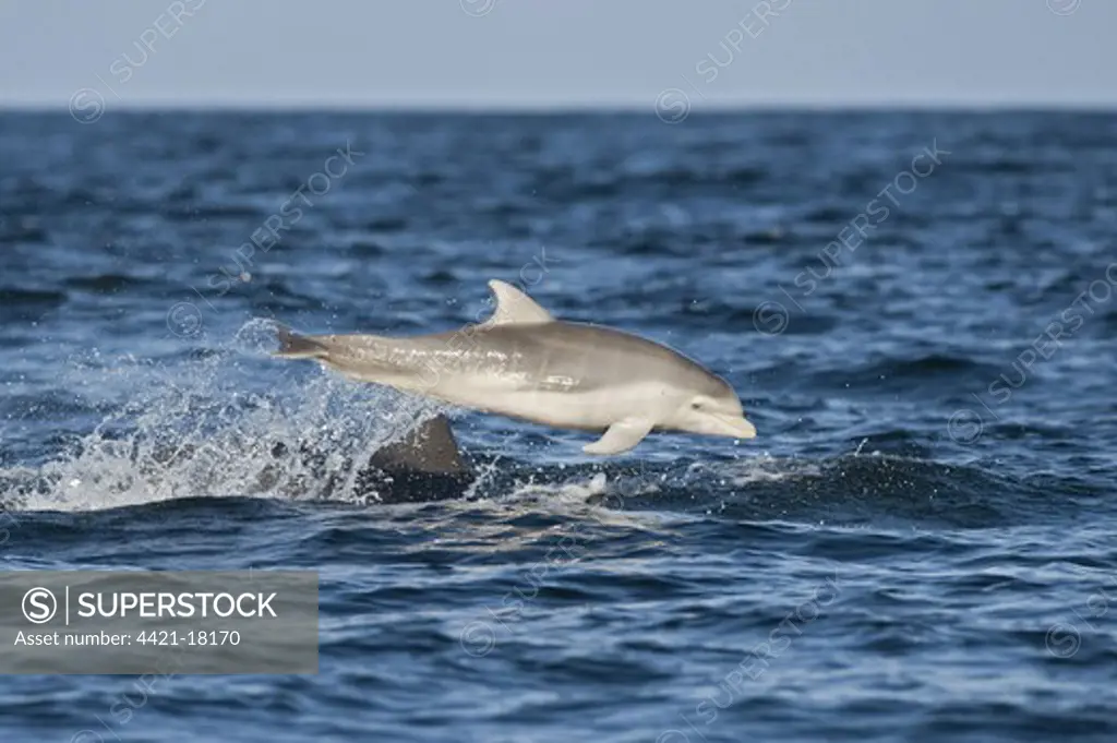 Bottlenose Dolphin (Tursiops truncatus) adult female with few-week old calf, breaching, Moray Firth, Scotland