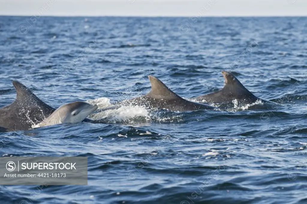 Bottlenose Dolphin (Tursiops truncatus) adult females with young calves, pod porpoising, Moray Firth, Scotland