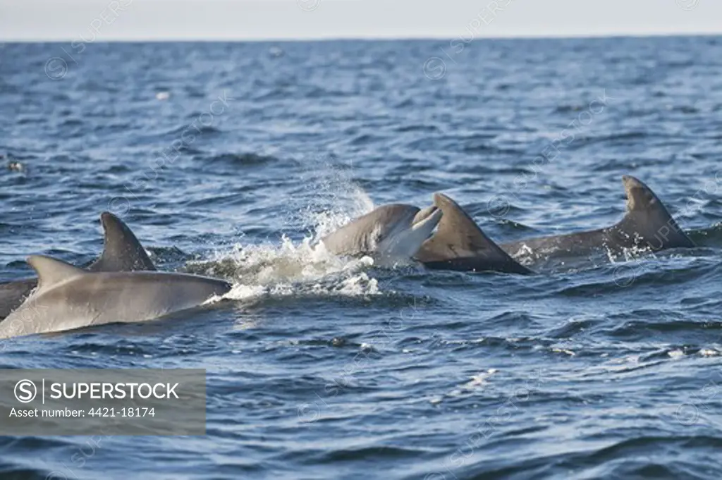 Bottlenose Dolphin (Tursiops truncatus) adult females with young calves, pod porpoising, Moray Firth, Scotland