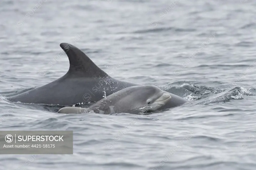 Bottlenose Dolphin (Tursiops truncatus) adult female with few-week old calf, porpoising, Moray Firth, Scotland