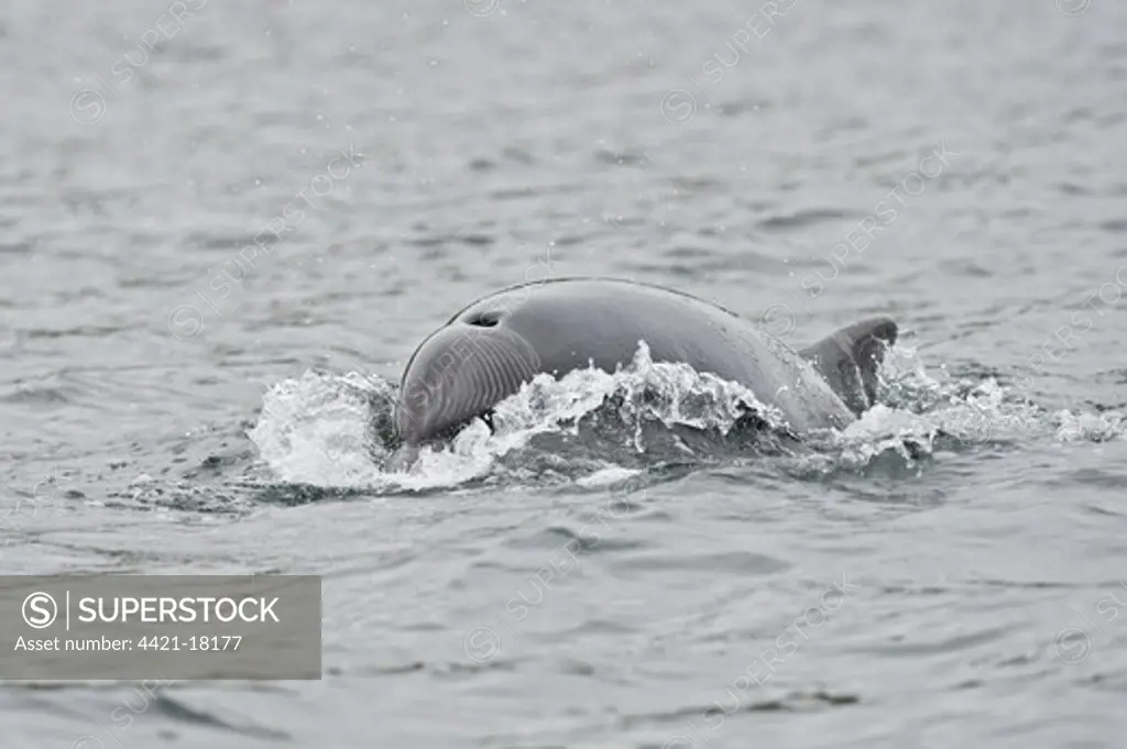 Bottlenose Dolphin (Tursiops truncatus) adult, with tooth rakes from conspecific interaction, porpoising, Moray Firth, Scotland