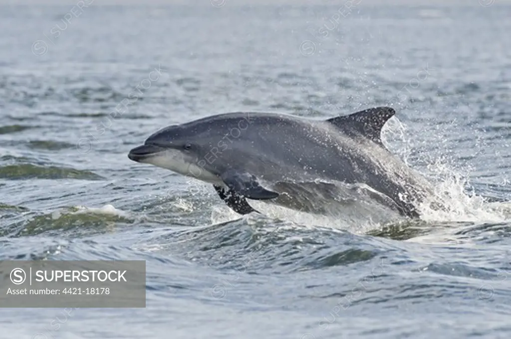 Bottlenose Dolphin (Tursiops truncatus) adult, porpoising, Moray Firth, Scotland