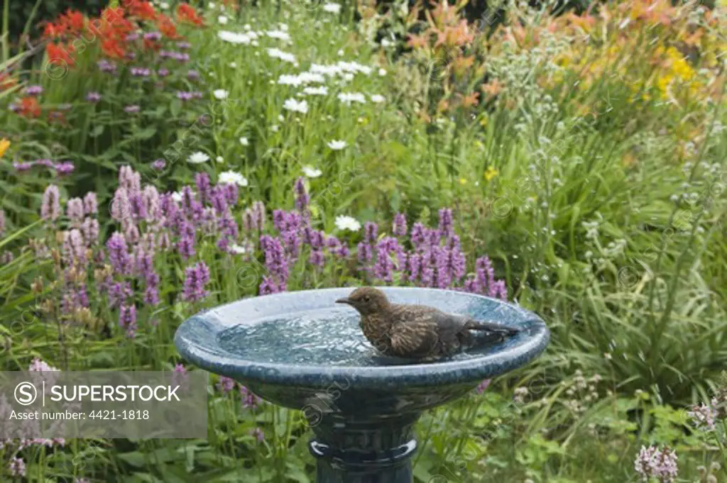 European Blackbird (Turdus merula) juvenile, bathing in garden birdbath, Essex, England, july