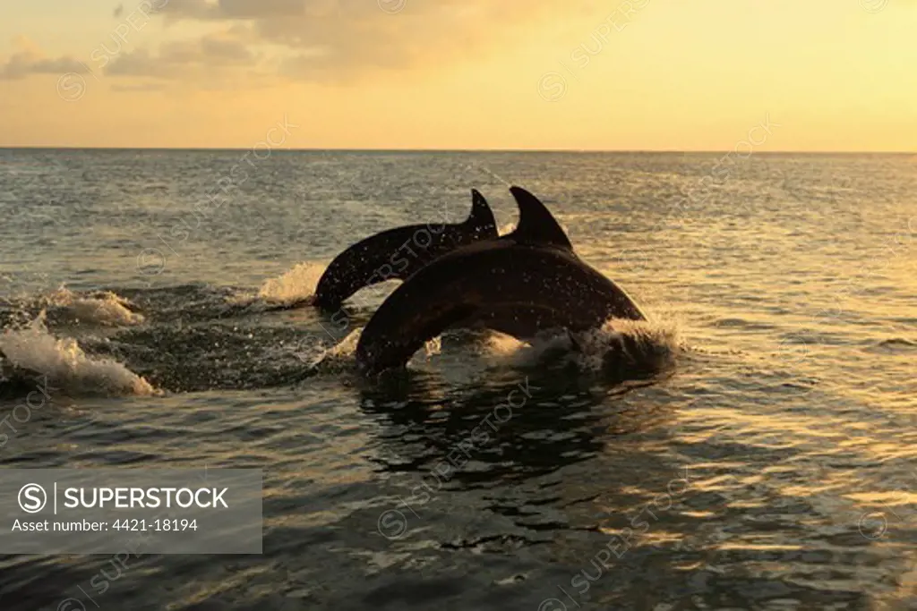 Common Bottlenose Dolphin (Tursiops truncatus) two adults, breaching, silhouetted at sunset, Roatan, Honduras