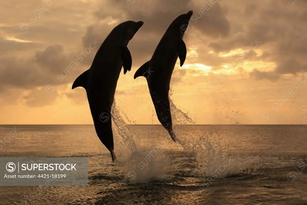 Common Bottlenose Dolphin (Tursiops truncatus) two adults, leaping, silhouetted at sunset, Roatan, Honduras