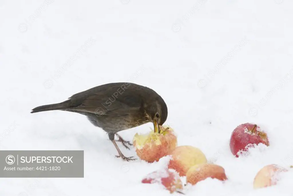 European Blackbird (Turdus merula) adult female, feeding on apples in snow, Essex, England, january
