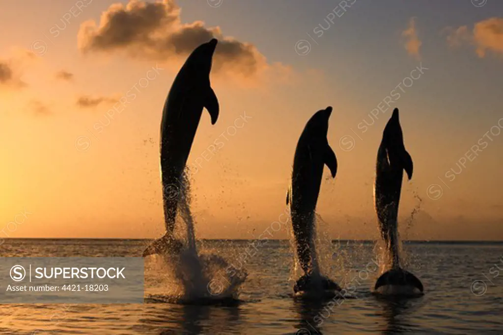 Common Bottlenose Dolphin (Tursiops truncatus) three adults, leaping, silhouetted at sunset, Roatan, Honduras