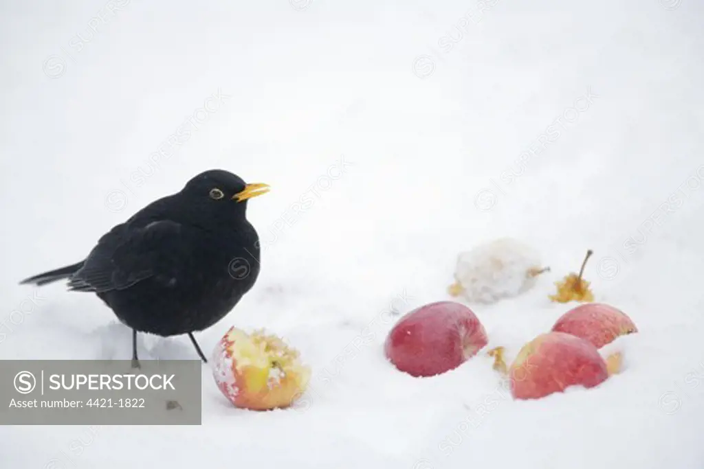 European Blackbird (Turdus merula) adult male, feeding on apples in snow, Essex, England, january