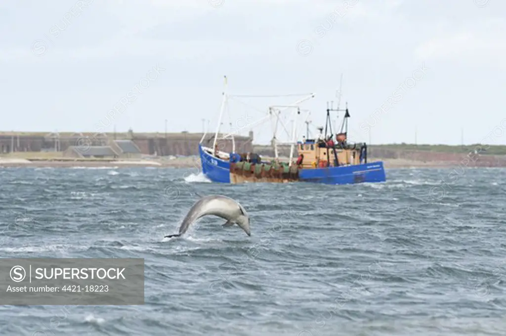 Bottlenose Dolphin (Tursiops truncatus) young, breaching, fishing boat in distance, Moray Firth, Scotland, july