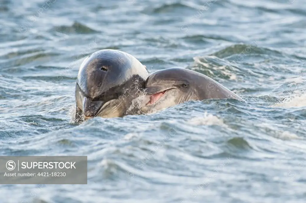 Bottlenose Dolphin (Tursiops truncatus) two adults, aggressive social behaviour, Moray Firth, Scotland, july
