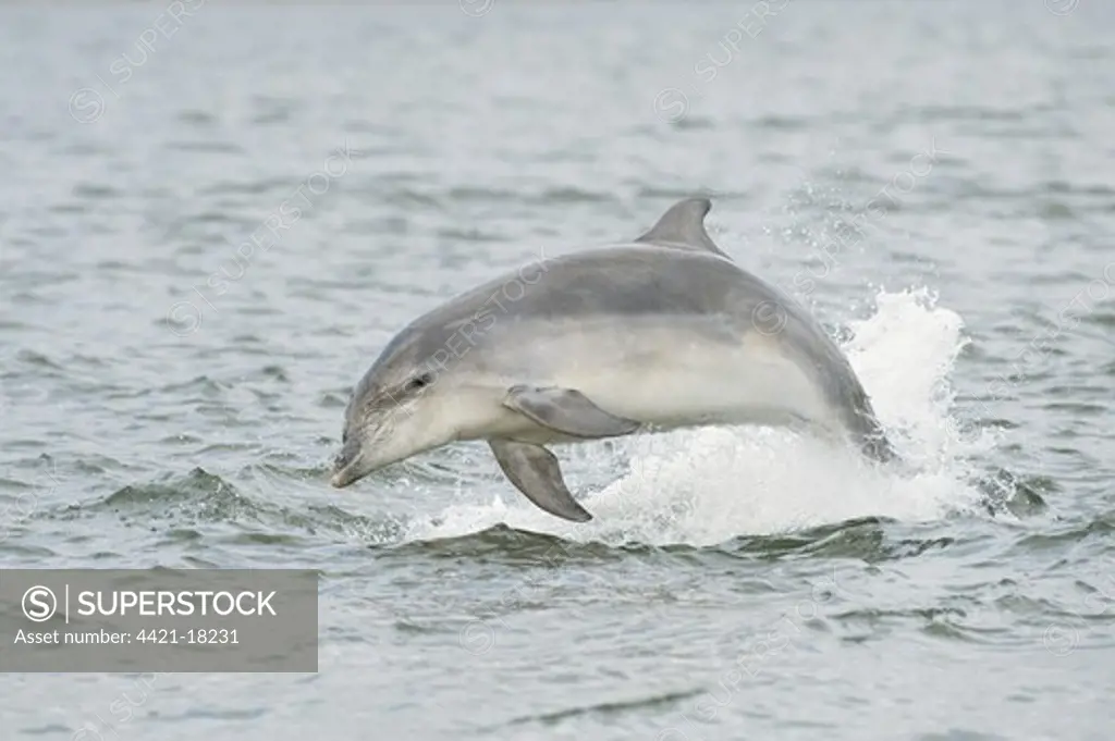 Bottlenose Dolphin (Tursiops truncatus) adult, leaping, Moray Firth, Scotland, july