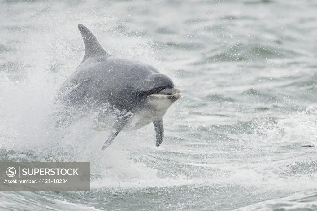 Bottlenose Dolphin (Tursiops truncatus) adult, leaping, Moray Firth, Scotland, july