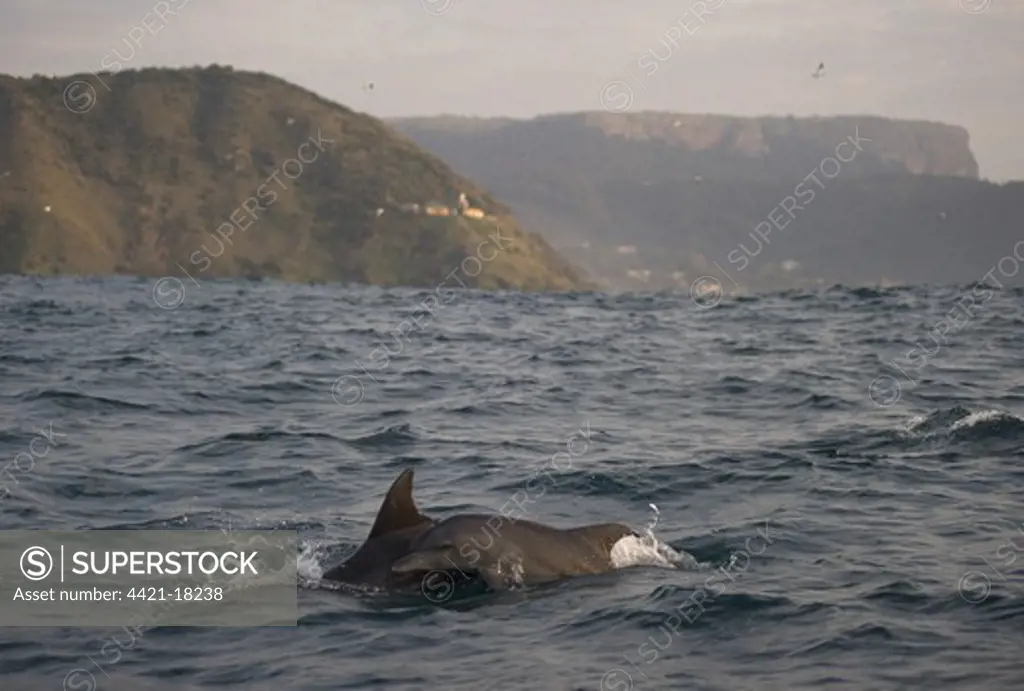Common Bottlenose Dolphin (Tursiops truncatus) adult and juvenile, swimming at surface of sea, offshore Port St. Johns, 'Wild Coast', Eastern Cape (Transkei), South Africa