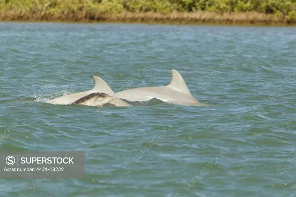 Common Bottlenose Dolphin (Tursiops truncatus) two adults with baby, swimming at surface, South Padre Island, Texas, U.S.A., april