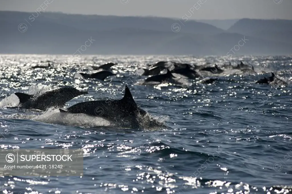 Long-beaked Common Dolphin (Delphinus capensis) adults, group porpoising, jumping from sea, offshore Port St. Johns, 'Wild Coast', Eastern Cape (Transkei), South Africa
