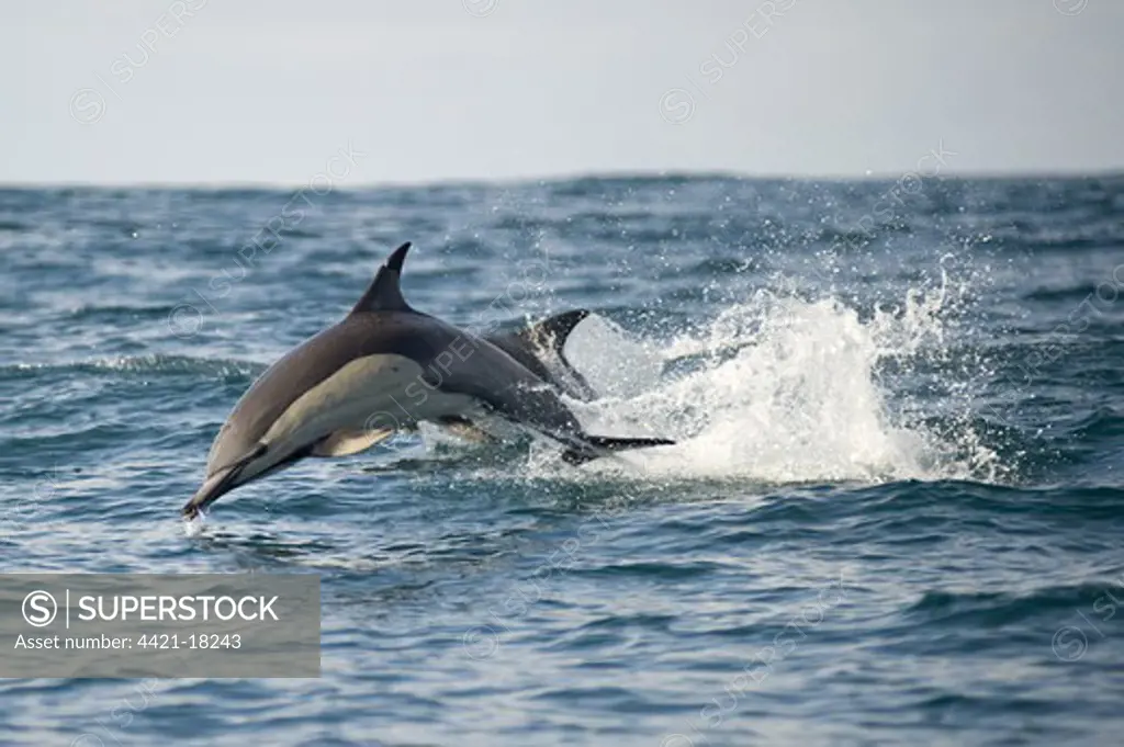 Long-beaked Common Dolphin (Delphinus capensis) two adults, porpoising, jumping from sea, offshore Port St. Johns, 'Wild Coast', Eastern Cape (Transkei), South Africa