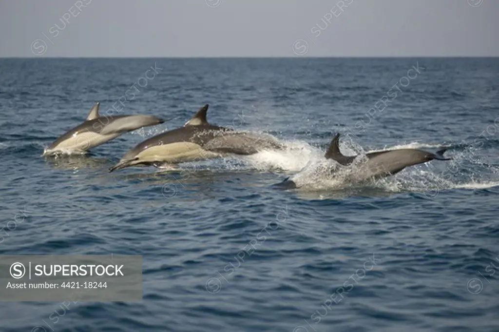 Long-beaked Common Dolphin (Delphinus capensis) three adults, porpoising, jumping from sea, offshore Port St. Johns, 'Wild Coast', Eastern Cape (Transkei), South Africa