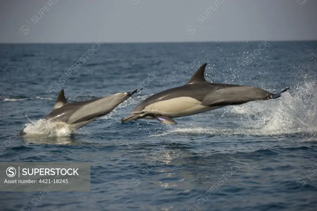 Long-beaked Common Dolphin (Delphinus capensis) two adults, porpoising, jumping from sea, offshore Port St. Johns, 'Wild Coast', Eastern Cape (Transkei), South Africa