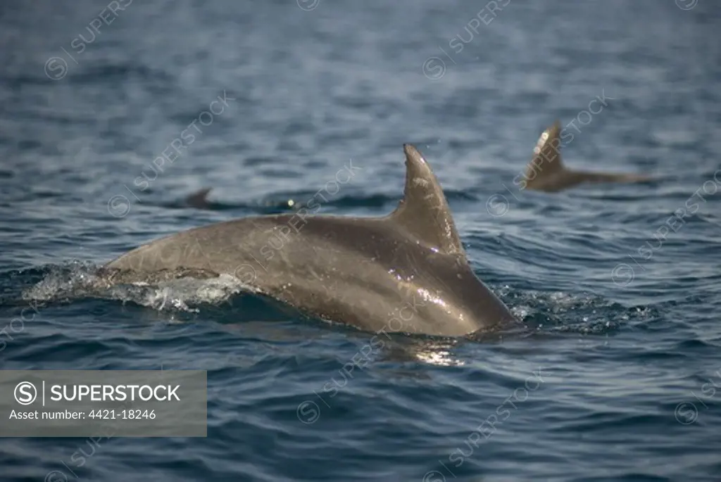 Long-beaked Common Dolphin (Delphinus capensis) adult, swimming at surface of sea, with tooth rake marks visable, offshore Port St. Johns, 'Wild Coast', Eastern Cape (Transkei), South Africa