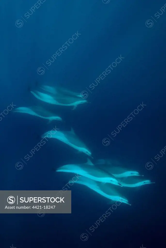 Long-beaked Common Dolphin (Delphinus capensis) adults, group swimming underwater, offshore Port St. Johns, 'Wild Coast', Eastern Cape (Transkei), South Africa