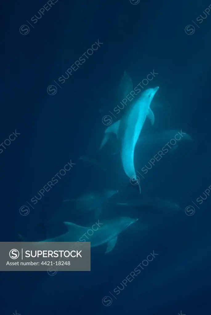 Long-beaked Common Dolphin (Delphinus capensis) adults, group swimming underwater, offshore Port St. Johns, 'Wild Coast', Eastern Cape (Transkei), South Africa
