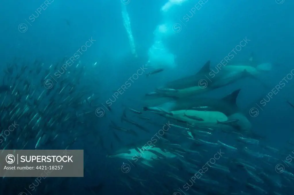 Long-beaked Common Dolphin (Delphinus capensis) and Cape Gannet (Morus capensis) adults, group diving underwater and feeding on 'baitball' school of small bait fish, offshore Port St. Johns, 'Wild Coast', Eastern Cape (Transkei), South Africa