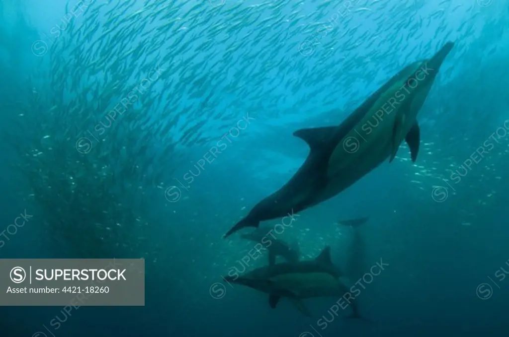 Long-beaked Common Dolphin (Delphinus capensis) four adults, feeding on 'baitball' school of small bait fish, offshore Port St. Johns, 'Wild Coast', Eastern Cape (Transkei), South Africa