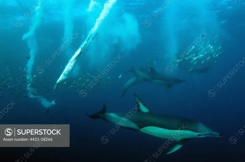 Long-beaked Common Dolphin (Delphinus capensis) and Cape Gannet (Morus capensis) adults, group diving underwater and feeding on 'baitball' school of small bait fish, offshore Port St. Johns, 'Wild Coast', Eastern Cape (Transkei), South Africa, july