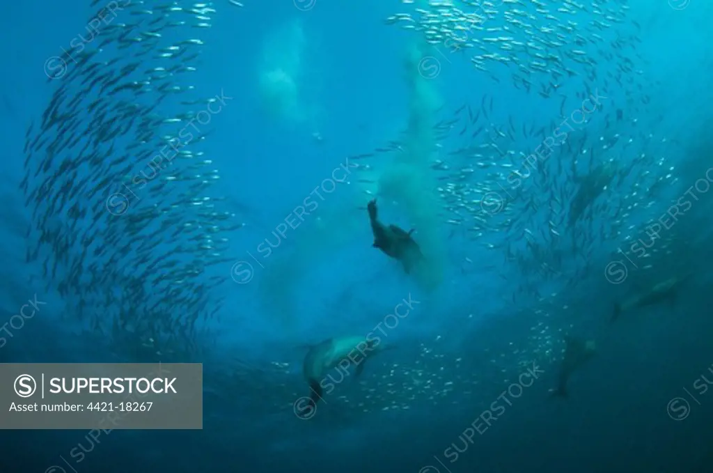 Long-beaked Common Dolphin (Delphinus capensis) and Cape Gannet (Morus capensis) adults, group diving underwater and feeding on 'baitball' school of small bait fish, offshore Port St. Johns, 'Wild Coast', Eastern Cape (Transkei), South Africa, july