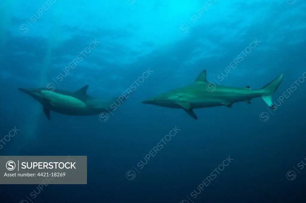 Long-beaked Common Dolphin (Delphinus capensis) and Blacktip Shark (Carcharhinus limbatus) adults, swimming in open water, offshore Port St. Johns, 'Wild Coast', Eastern Cape (Transkei), South Africa, july