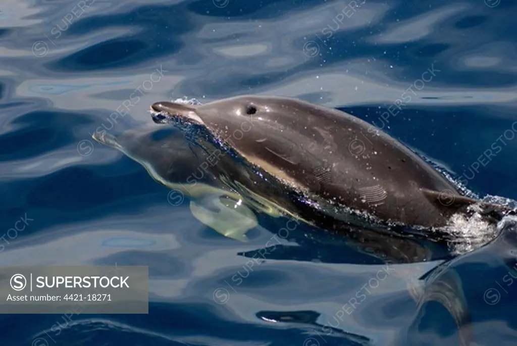 Short-beaked Common Dolphin (Delphinus delphis) two adults, blowhole and tooth rake marks visable, swimming, Bristol Channel, North Devon, England