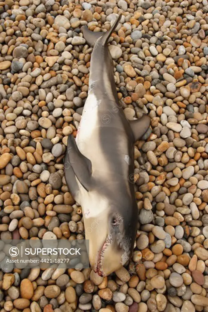 Risso's Dolphin (Grampus griseus) young, washed up dead on pebble beach, Chesil Beach, Dorset, England, july