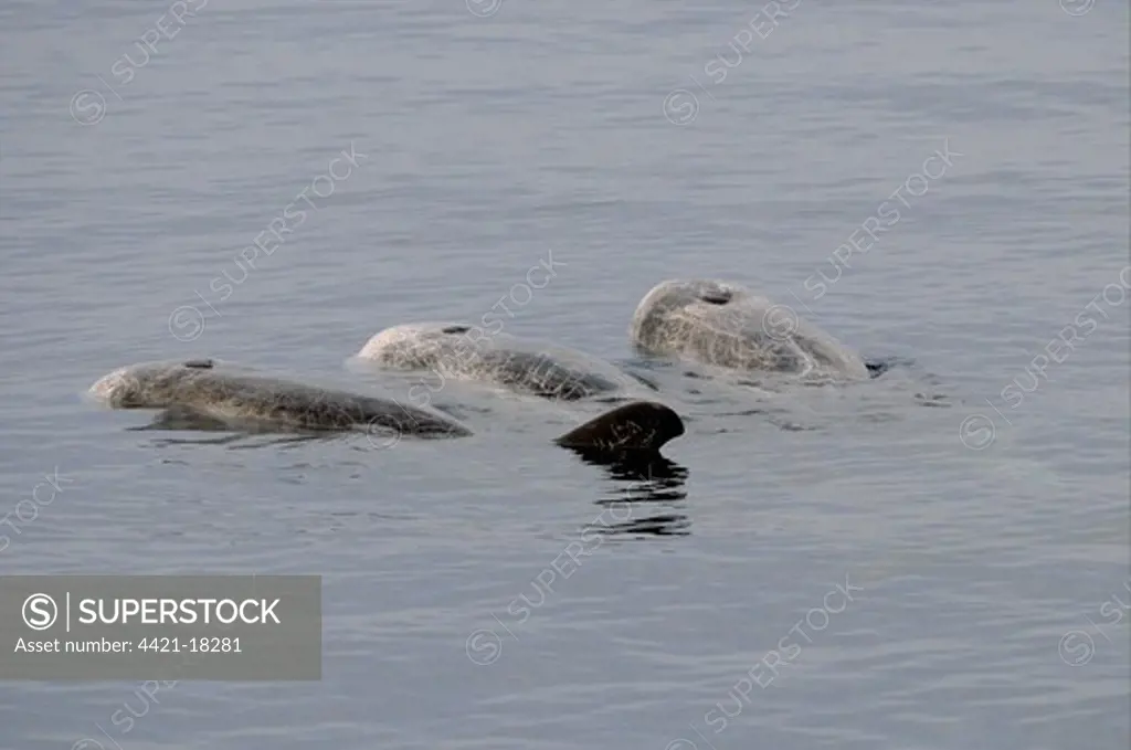 Risso's Dolphin (Grampus griseus) three adults, heavily scarred individuals, resting or logging at surface of water, Maldives, march