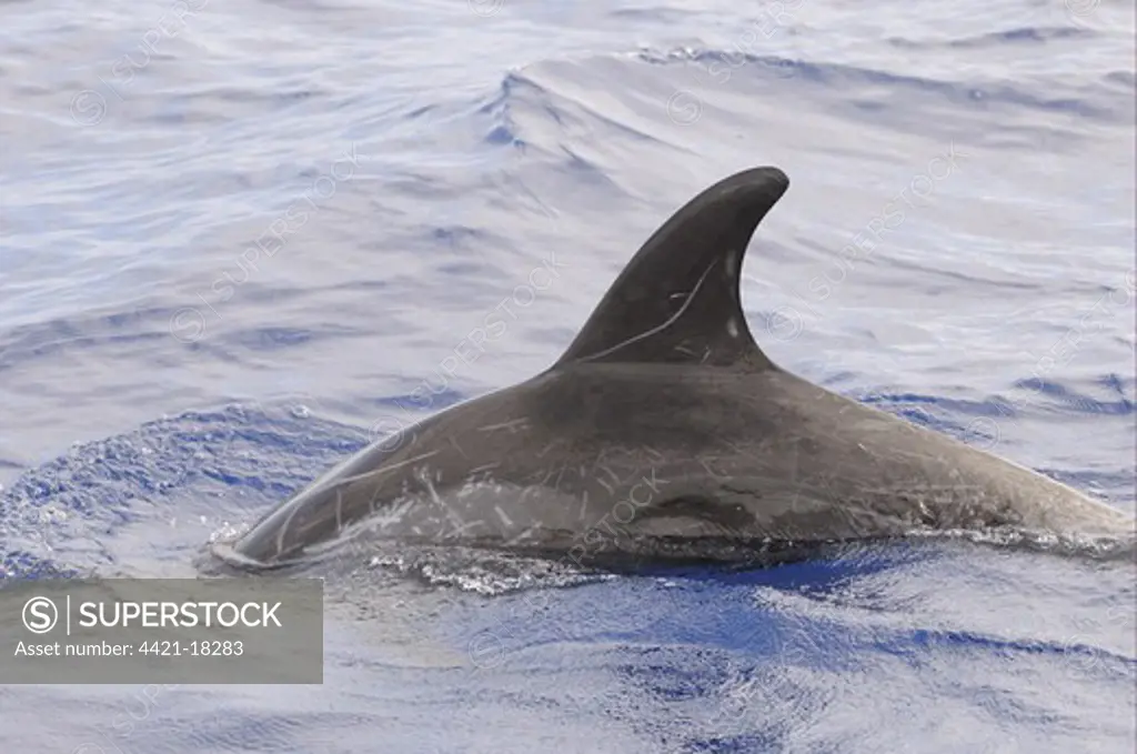 Risso's Dolphin (Grampus griseus) adult, dorsal fin and back of scarred individual, surfacing from water, Maldives, march
