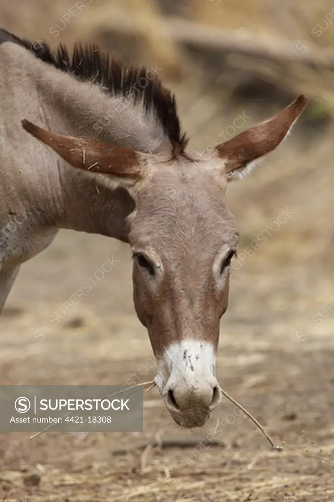 Donkey, adult, close-up of head, feeding on twig, Gambia, january