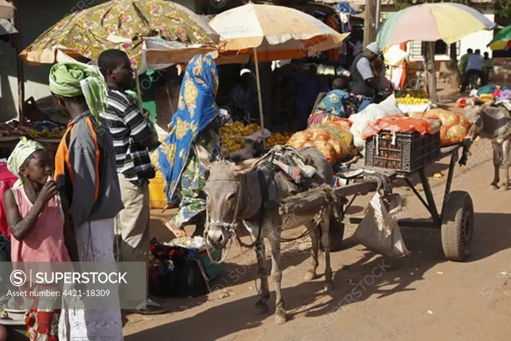 Donkey, adult, pulling cart in market, Gambia, january