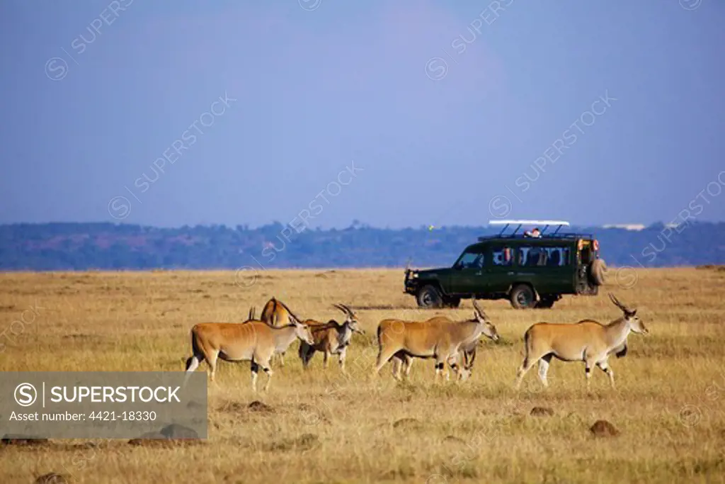 Common Eland (Taurotragus oryx) adults, herd in grassland habitat with tourist safari vehicle, Masai Mara, Kenya, August