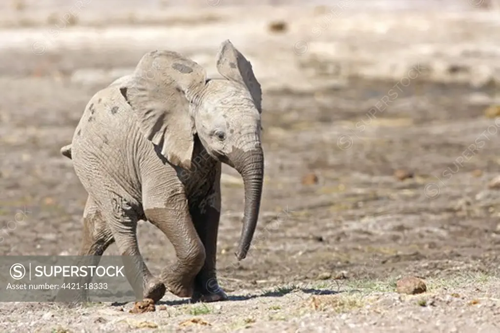 African Elephant (Loxodonta africana) calf, walking across dry riverbed, Botswana