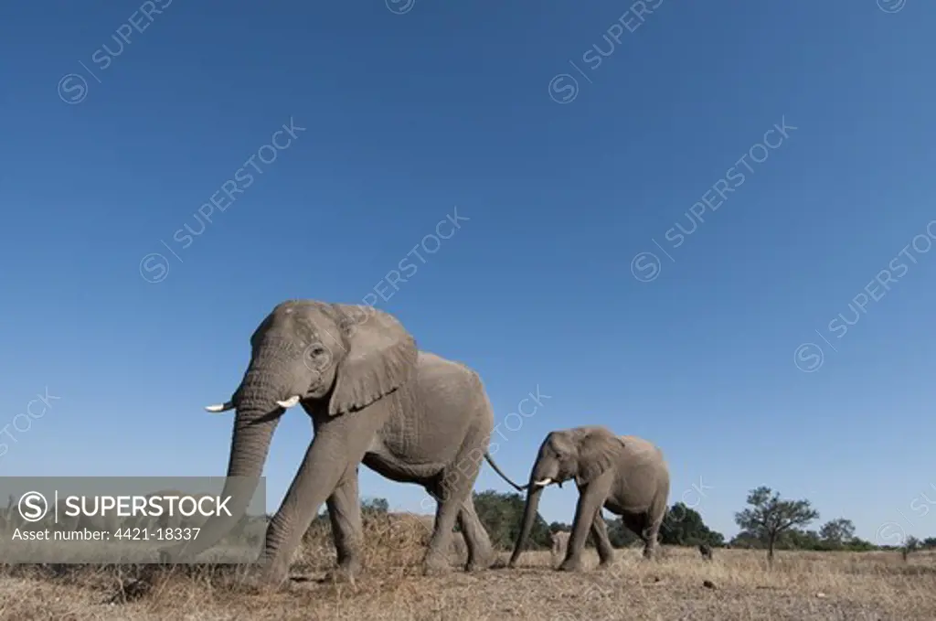 African Elephant (Loxodonta africana) herd, crossing arid plain, low wide angle, Mashatu Game Reserve, Tuli Block, Botswana, june