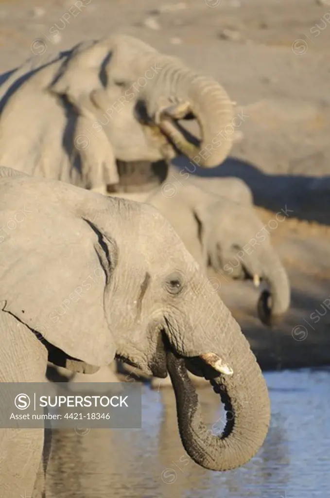 African Elephant (Loxodonta africana) herd, close-up of heads, drinking at waterhole, Etosha N.P., Kunene, Namibia