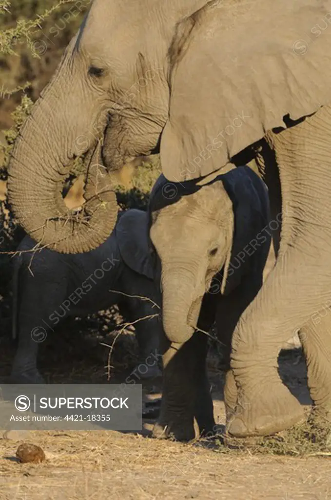 African Elephant (Loxodonta africana) juvenile and baby, feeding, Mashatu Game Reserve, Tuli Block, Botswana