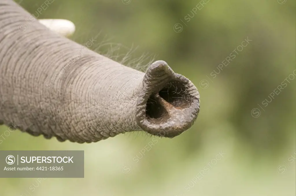 African Elephant (Loxodonta africana) calf, close-up of trunk, Kwando, Linyanti, Botswana