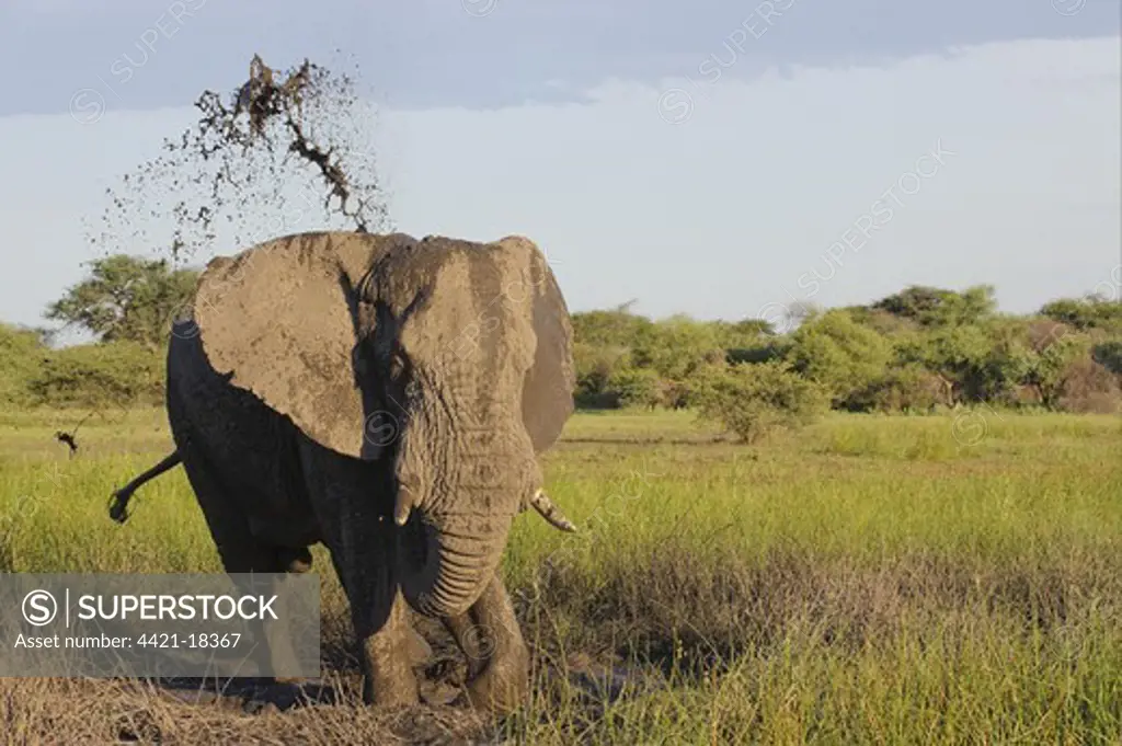 African Elephant (Loxodonta africana) adult male, mud bathing, in wetland habitat, Chief's Island, Okavango Delta, Botswana