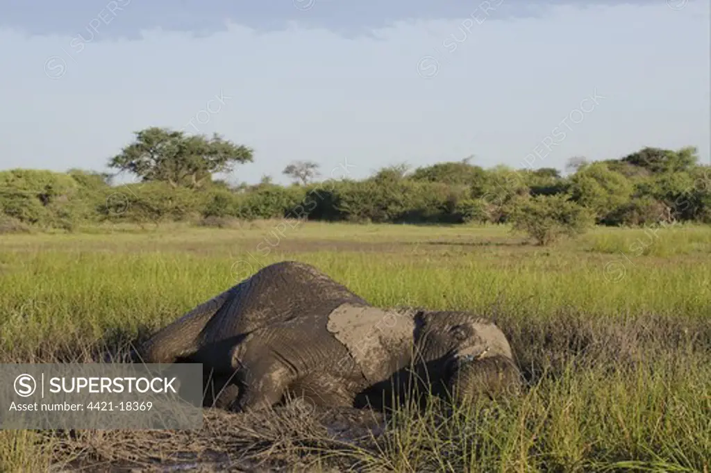 African Elephant (Loxodonta africana) adult male, mud bathing, in wetland habitat, Chief's Island, Okavango Delta, Botswana
