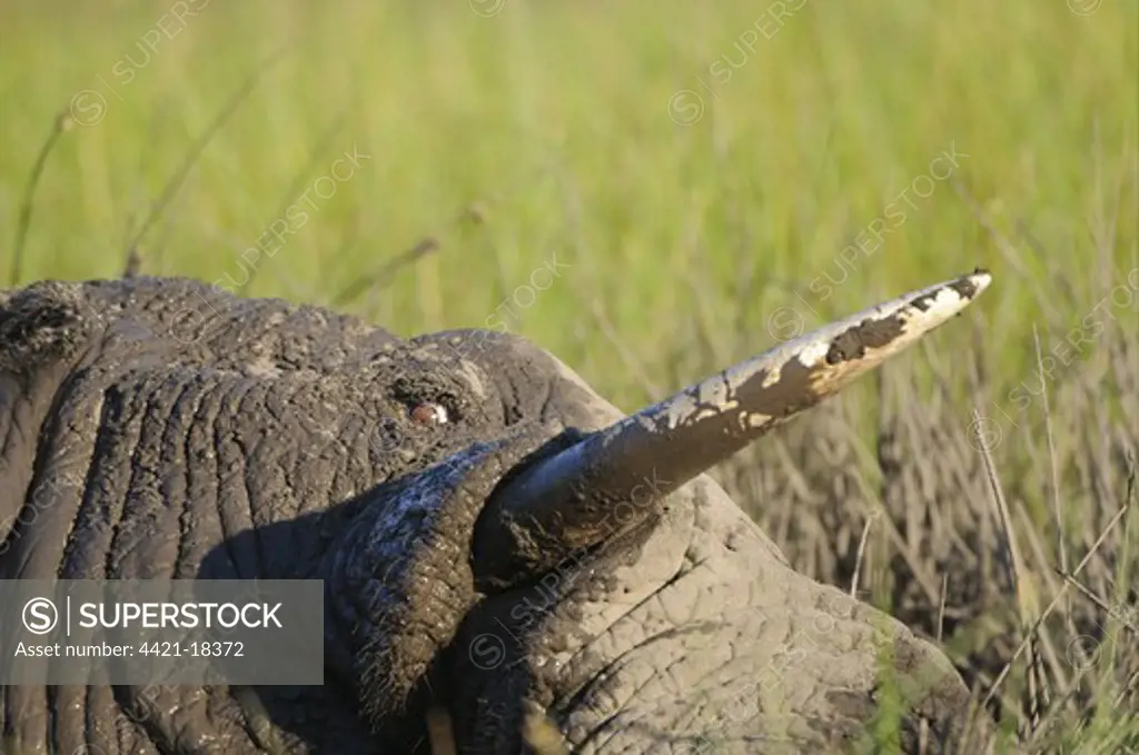 African Elephant (Loxodonta africana) adult male, close-up of tusk, wallowing in mud, Chief's Island, Okavango Delta, Botswana