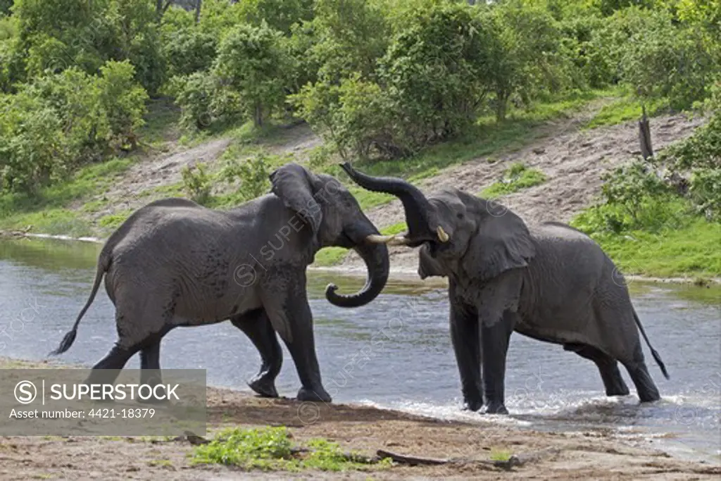 African Elephant (Loxodonta africana) two immature males, sparring in water, Savuti River, Savute, Chobe N.P., Botswana